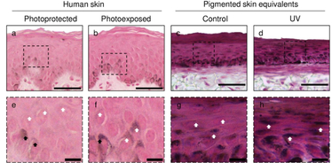 2024 07 02 12 08 34 Engineered Pigmented Skin Equivalents Reveal UV Protection Mechanisms