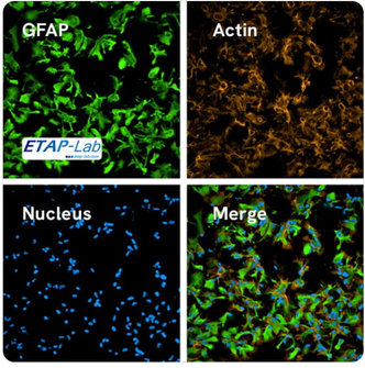 PhenoVue Astrocyte Differentiation Staining Kit (1 x 384-wells)