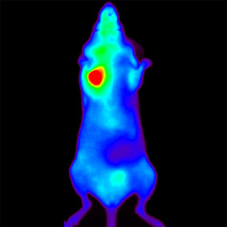 IVISense Vascular 750 Fluorescent Probe (AngioSense)