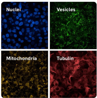 PhenoVue Live cell painting kit for 2 x 96-well plates