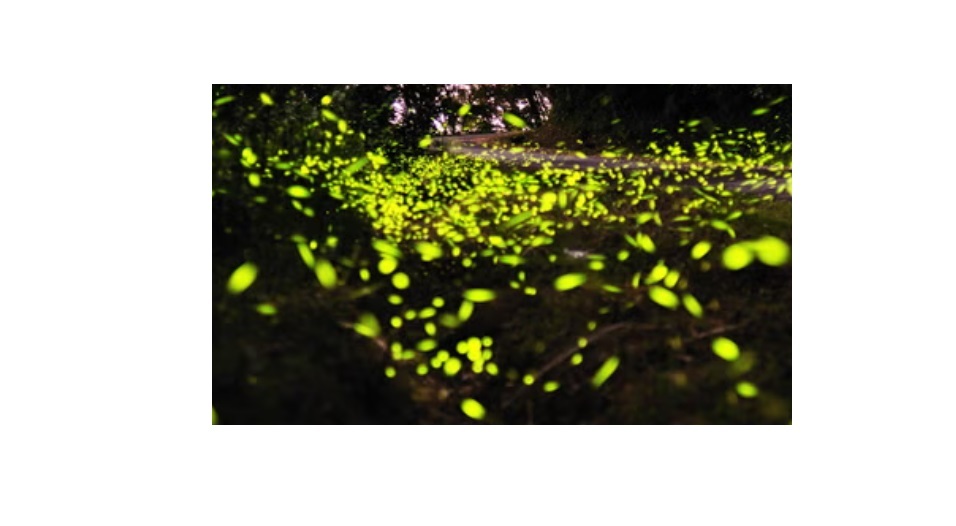 Lites/